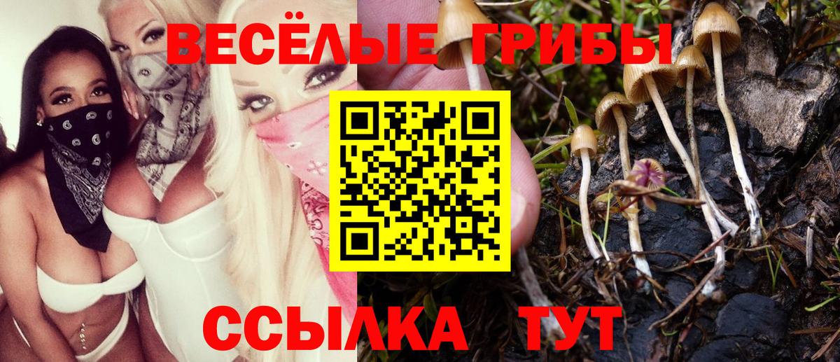Псилоцибиновые грибы Cubensis Элиста